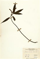 藏品(密花苧麻)的圖片